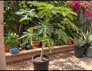 Papaya tree
