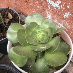 Suculenta Flor Grande