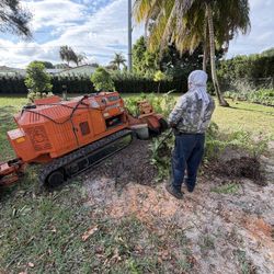 Stump grinder moledora troncos raíces árboles palmas trees palms stum