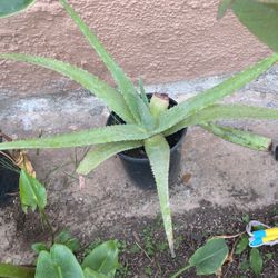 Aloe Vera Plant