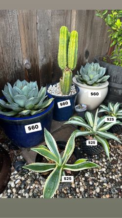 Agave Plant