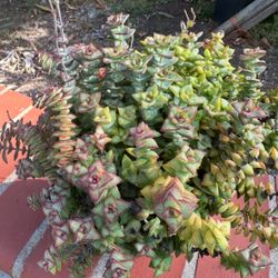 Crassula perforata string of buttons Succulent Plant In One Gallon Pot