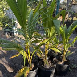 Trees Plants For Sale