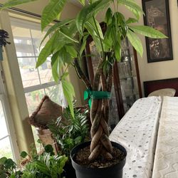 Money Tree (medium)