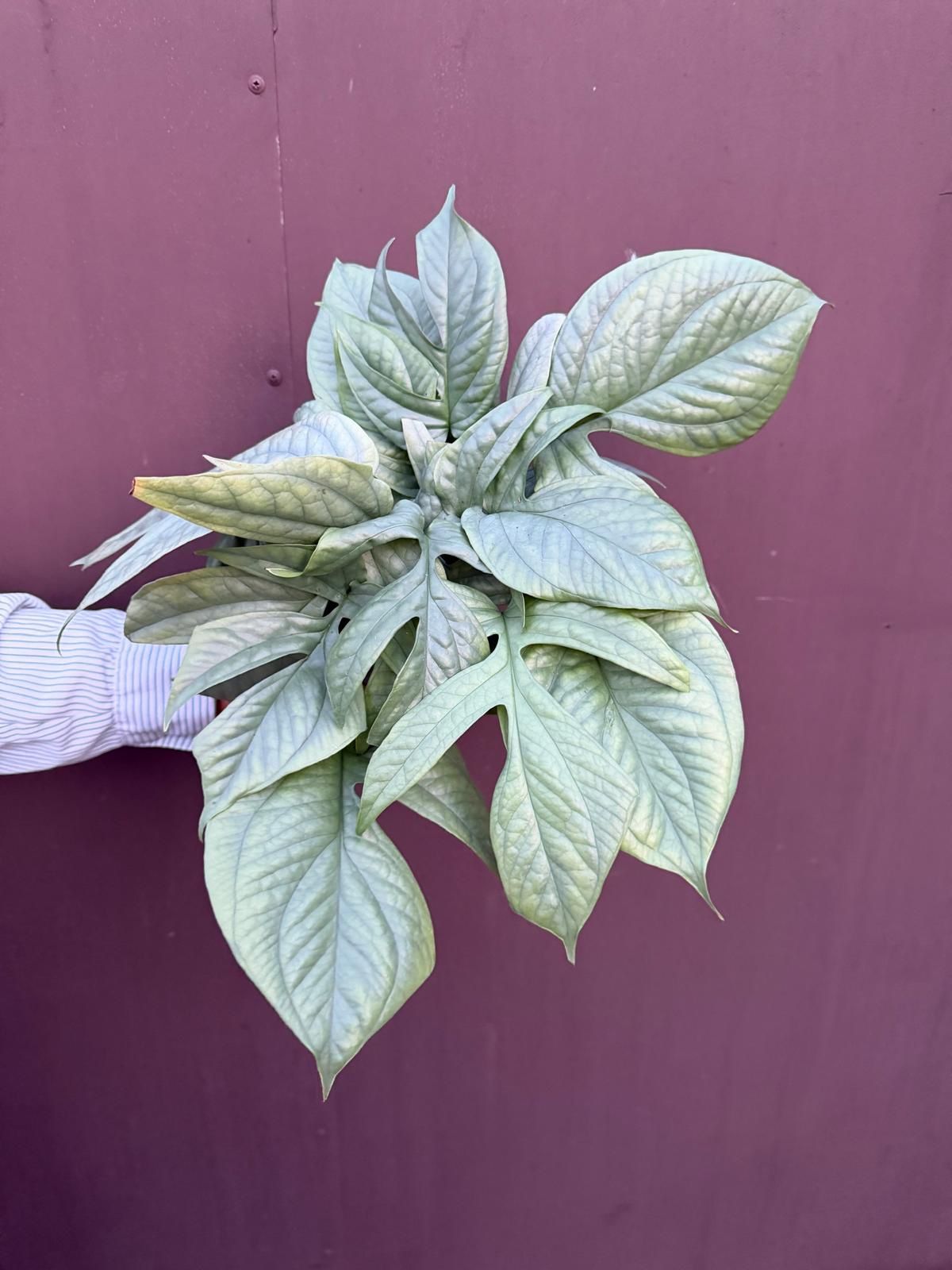 6” amydrium silver 