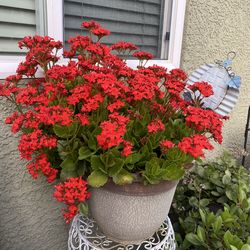 A pot of Kalanchoe plant with merging flowers