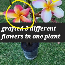 Exotic Plumeria Hawaiian Beauty Rooted Frangipani One Tree With 3 Different Kinds Color Of Flowers In One Plant Grafted Ovet 1 Year Ago