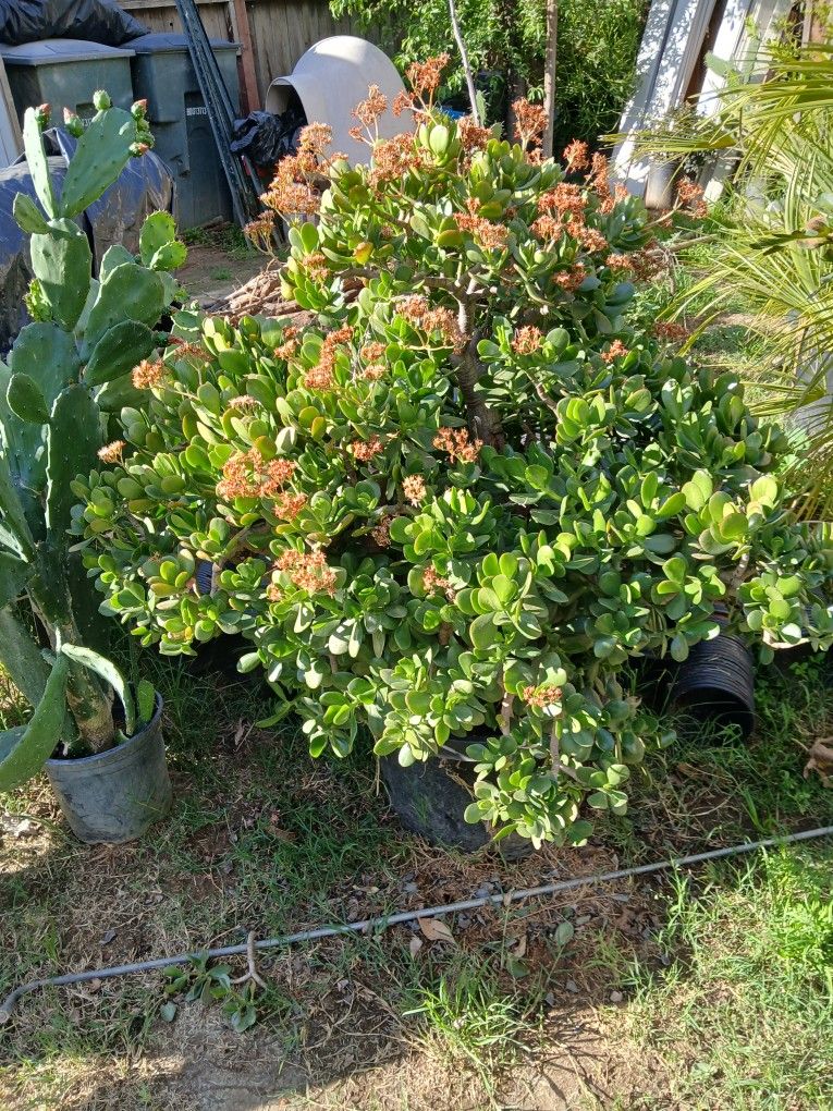 Crassula Ovata