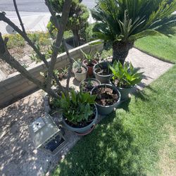 All Potted Plants Sold As A Bundle For $20