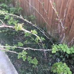 Raspberry Plants 
