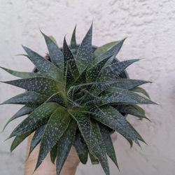 Aloe Aristata/ Lace Aloe 