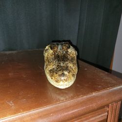 Crocodile Head