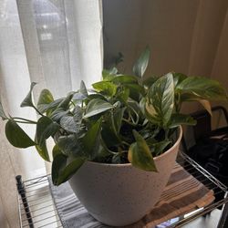 Pothos Plant 