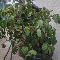 Taiwan White pearl Guava tree