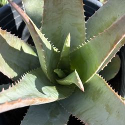Aloe Vera Plant / Sábila
