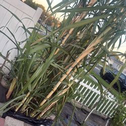 Cañas  De Asucar Gratis Para Plantar