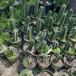 Mexican Fence Post Cactus 