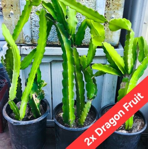 2x Dragon Fruit Plants ( 2-3' ft. ) 🐉🌵