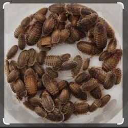 Feeder Roaches For Reptiles