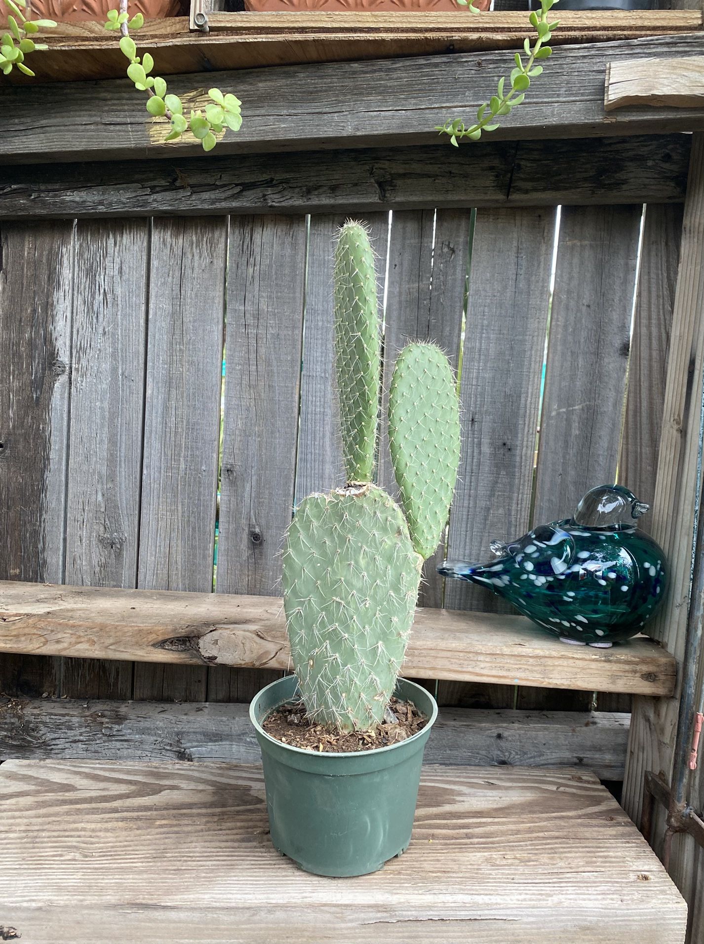 Prickly Pear Cactus Plant