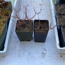 Drosera Multifida V. Extrema