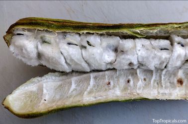 Ice Cream Bean Tree