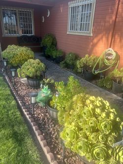 Plants
