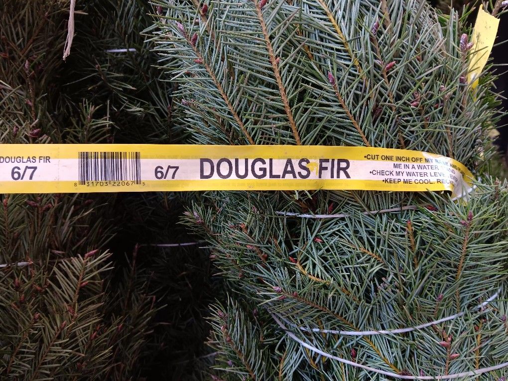 real christmas trees for Sale in Stockton, CA OfferUp