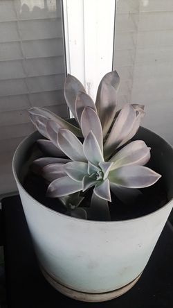 Ghost plant, medium size $6.00