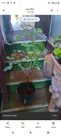 Rosal rojo flor grande 2g