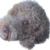 Katy Merrill