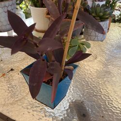 Wandering Jew