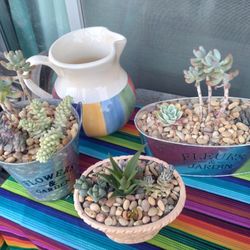 Succulents For Moms