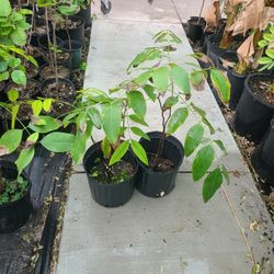 Lluvia De Oro Arbol 3 Gallones 