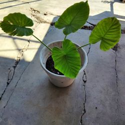 oreja de elefante $10