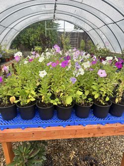 Geranium, Coleus and more