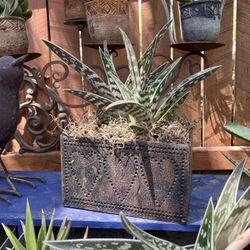 Succulent Gifts 