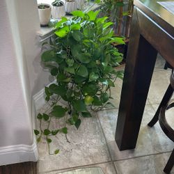 Golden Pothos 