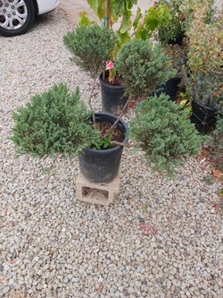 Juniper form