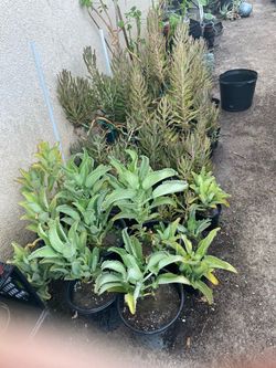 Bonitas Plantas Naturales de Calanchoes