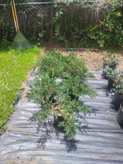 Plants for sale