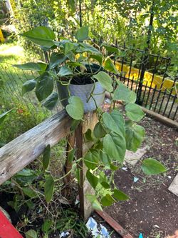 Pothos Trailing Vine Plant in Pot