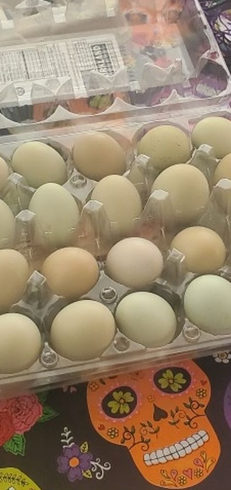 Organic Eggs