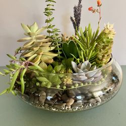 Glass/stones Succulent Collection. Sammamish, Beaver Lake 