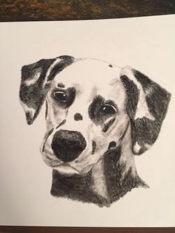Autographed local artist Charcoal Dalmatian Drawing