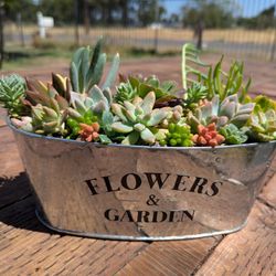 Succulent Arrangements 