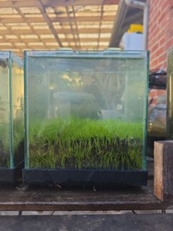 1 gallon rimless aquarium