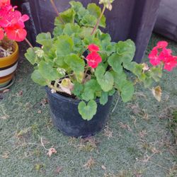 Geranium Plant  Bigger