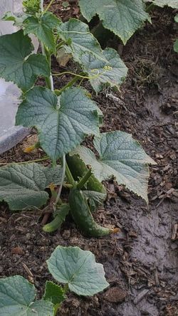Organic cucumber 🥒 plants