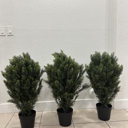 3 ft boxwood trees